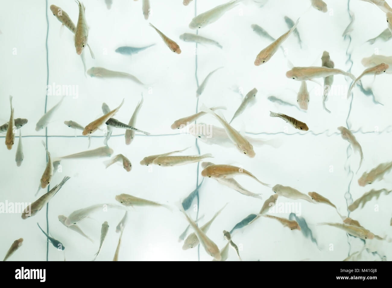 Doktor Fisch. Garra rufa Schwimmen in Poo Stockfoto