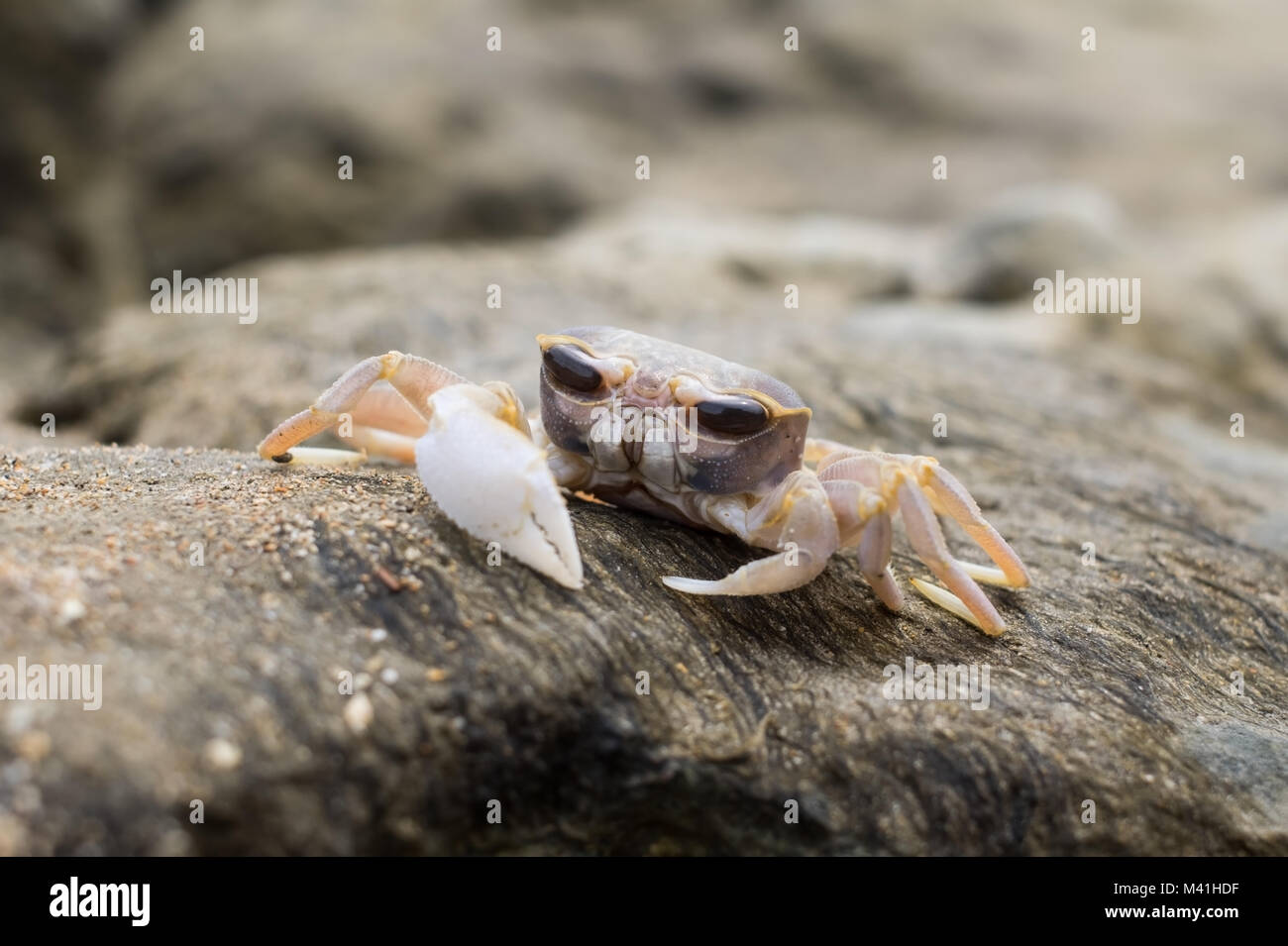 Kleine Krabbe mit großen Augen auf einem Stein in der Nähe eines Meeres Stockfoto
