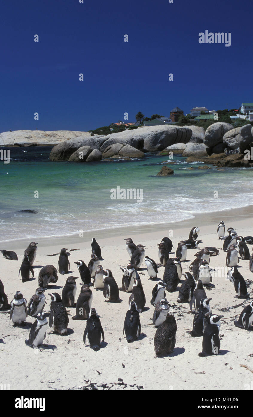 Südafrika. Halbinsel von Kapstadt. Boulders Beach. Afrikanische (Jackass) Pinguine (Spheniscus demersus). Stockfoto