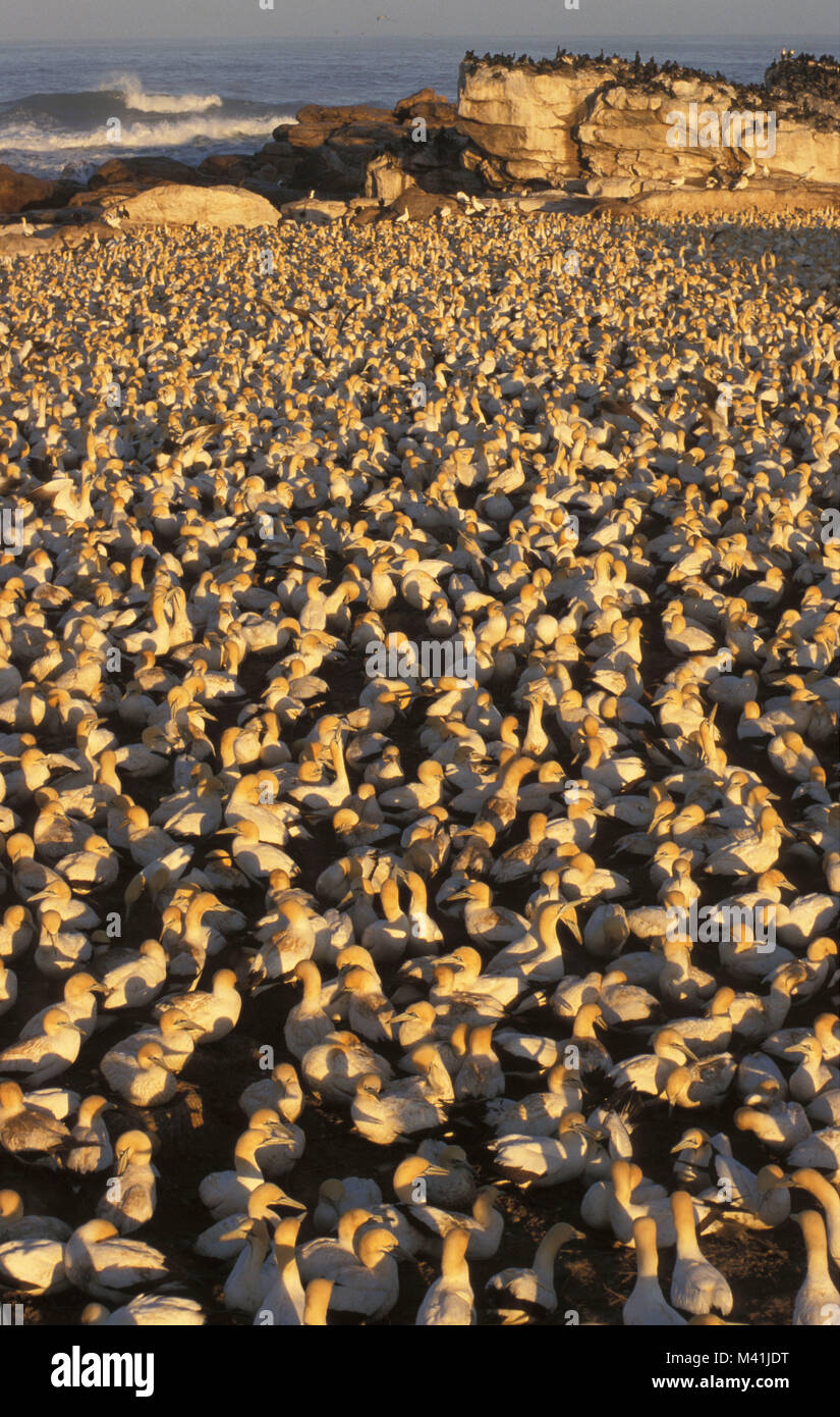 Südafrika. Lamberts Bay. Vögel. Kap Ganet Kolonie (morus capensisi). Stockfoto