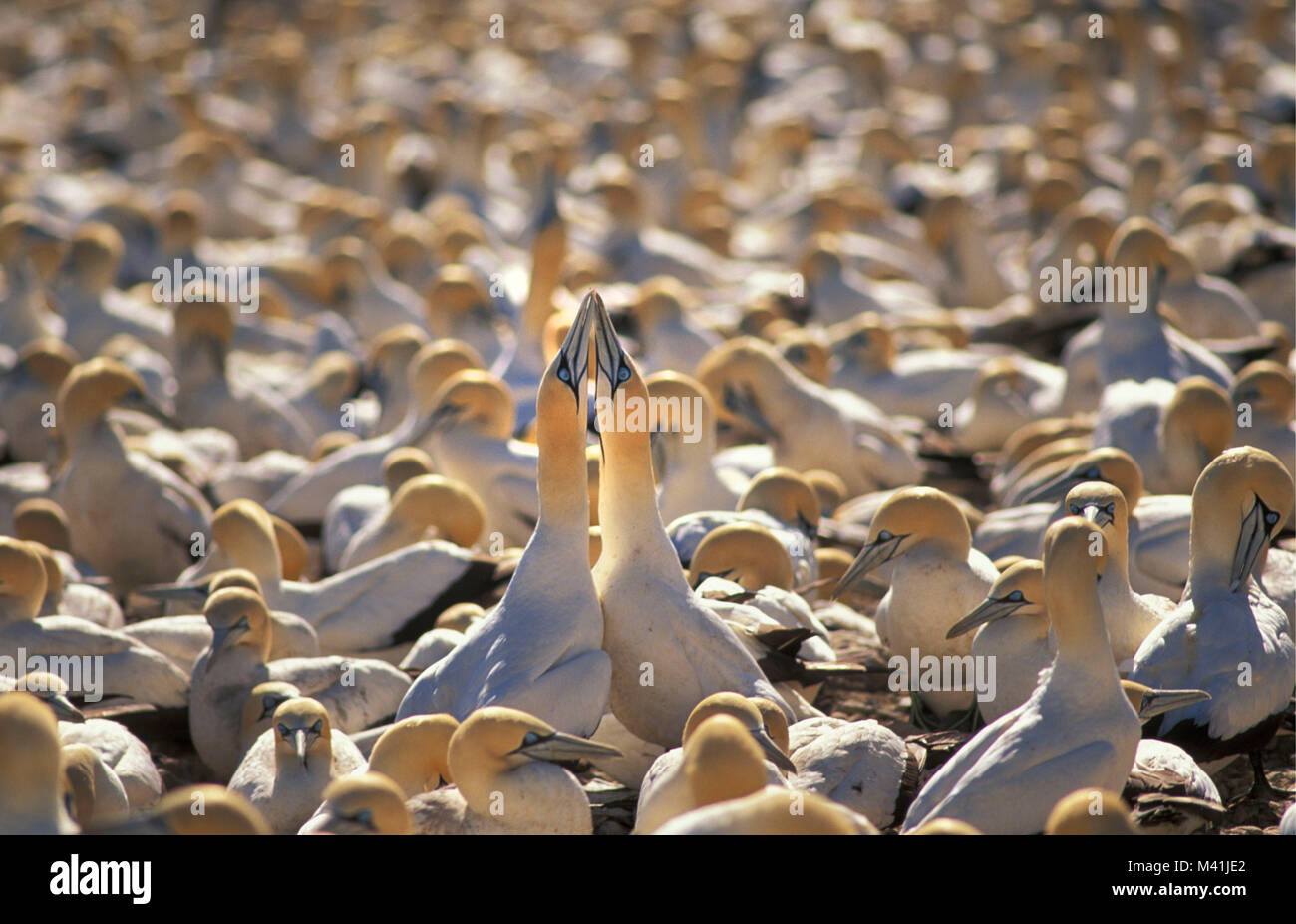 Südafrika. Lamberts Bay. Vögel. Kap Ganet Kolonie (morus capensisi). Balz verhalten. Stockfoto