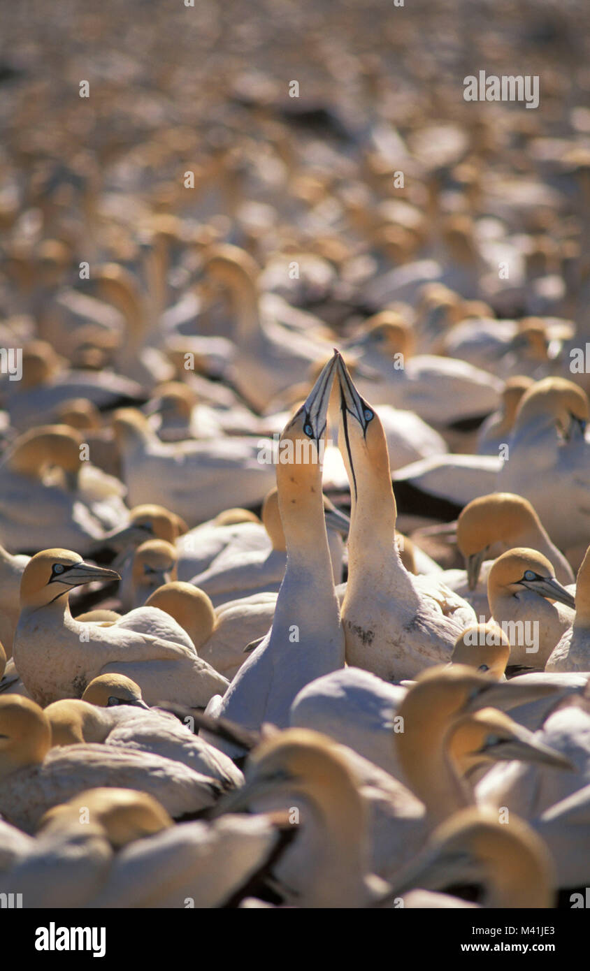 Südafrika. Lamberts Bay. Vögel. Kap Ganet Kolonie (morus capensisi). Balz verhalten. Stockfoto