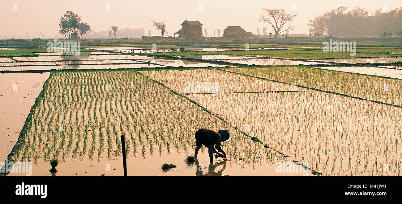 Vietnam, Umgebung von Hanoi, Frau stechen, Reis in einer überfluteten Reisfeld Stockfoto