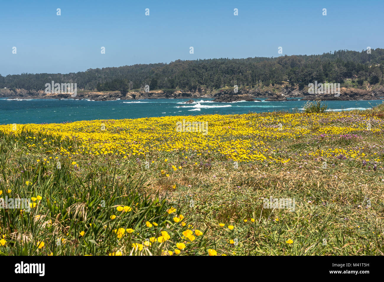 Ein Feld von gelben Blumen an der Küste von Mendocino, Kalifornien Stockfoto