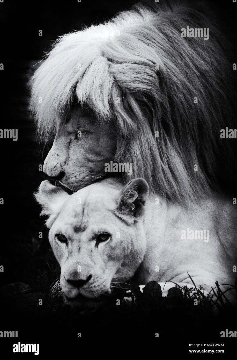 Weißen Löwen Paarung Stockfoto