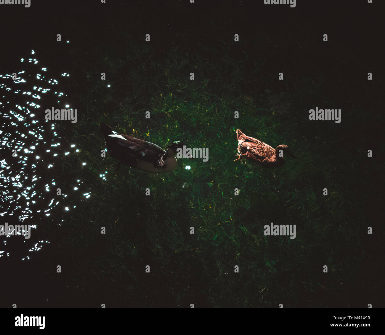 Enten im Wasser Stockfoto