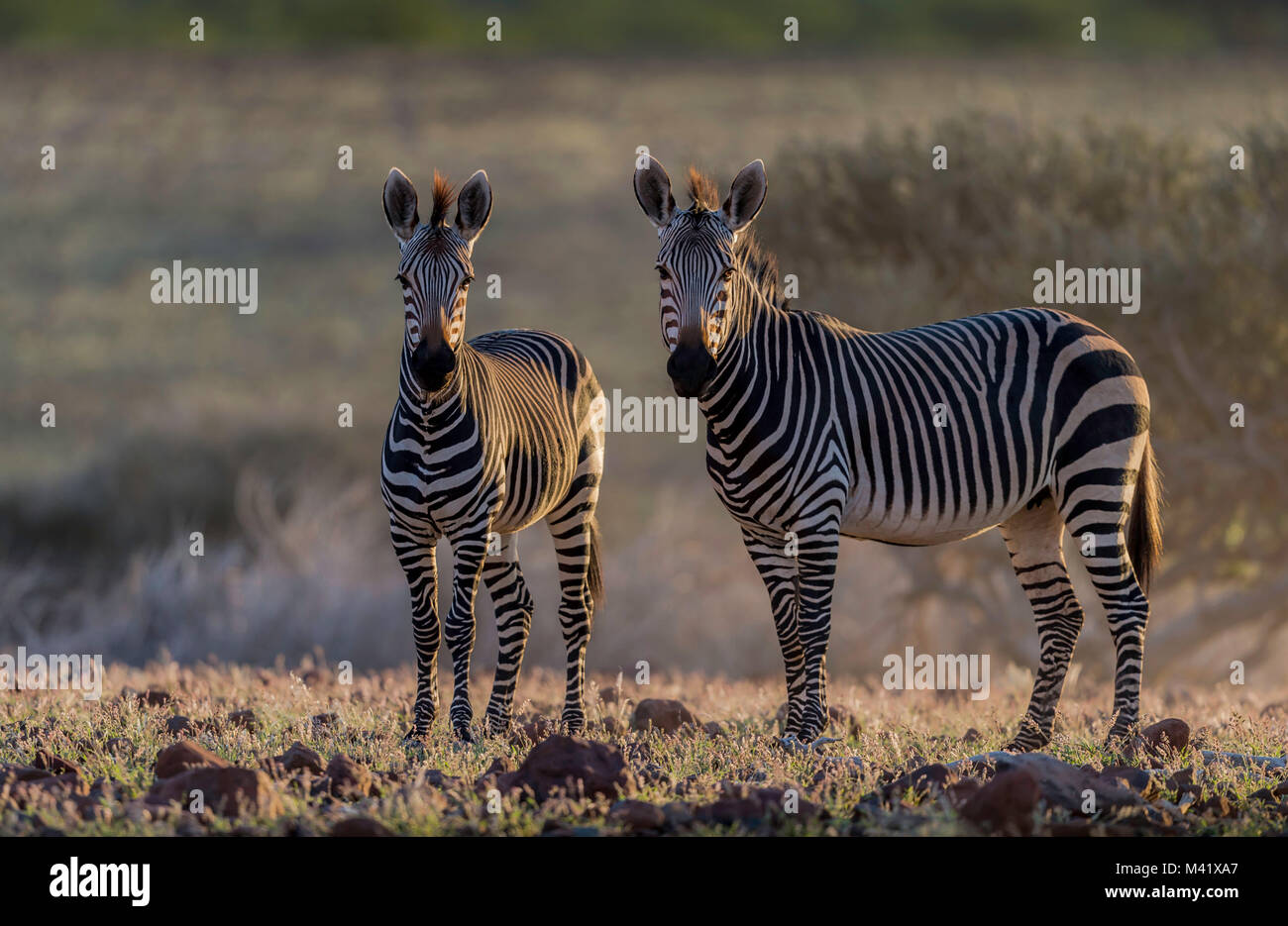 Hartmann's Mountain Zebras in der Dämmerung Stockfoto