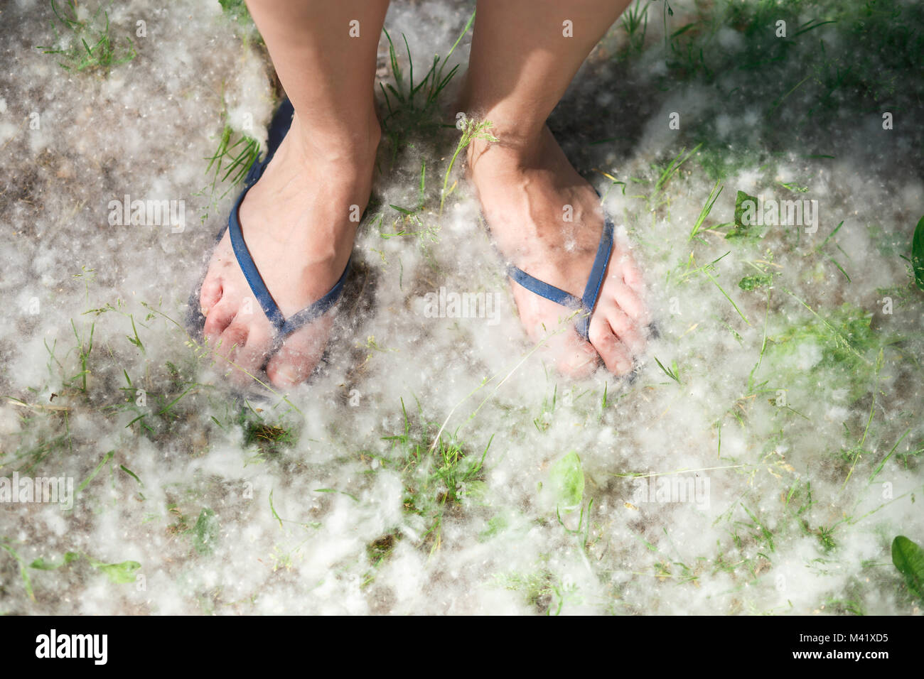 Weibliche Füße auf Gras mit Pappel Flaum bedeckt. Stockfoto