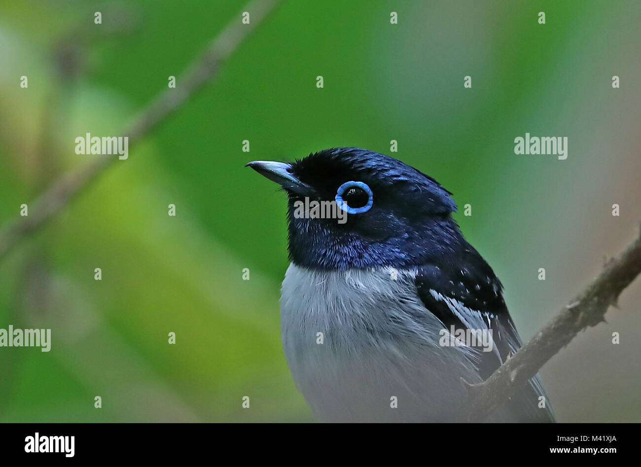 Madagaskar Paradies - Fliegenfänger (Terpsiphone mutata mutata) in der Nähe von White Morph erwachsenen männlichen, madagassischen endemisch Analamazaotra, Madagaskar Stockfoto