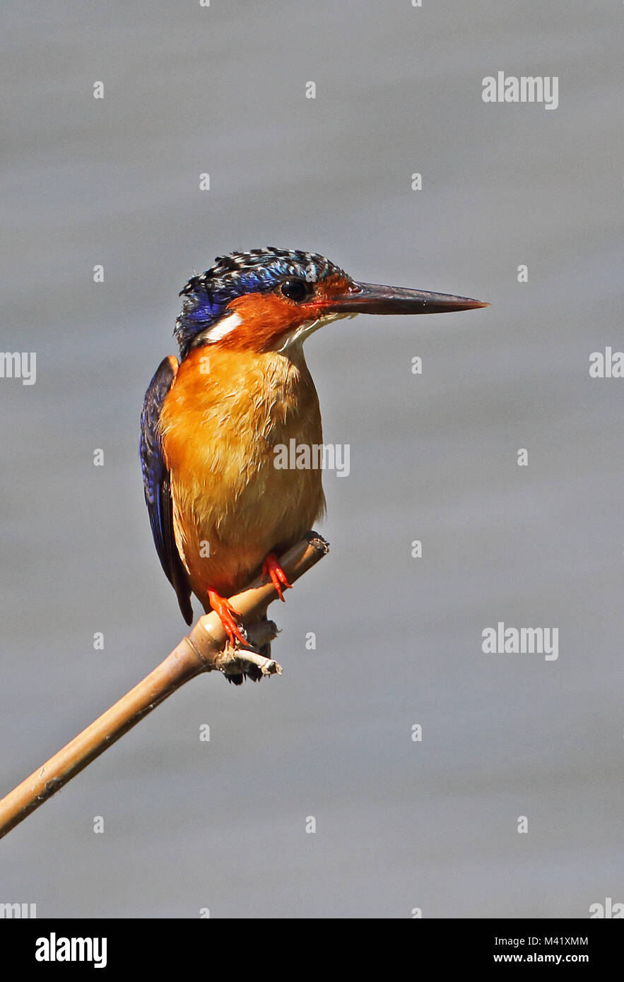 Madagaskar Kingfisher (Corythornis vintsioides) Erwachsenen thront auf Bambus, madagassischen endemisch Antananarivo, Madagaskar November Stockfoto