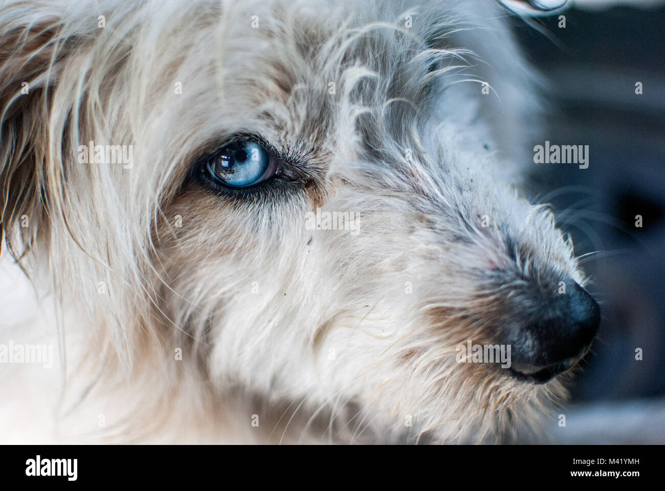 Ein weißer Mischling Hund mit einem blassen Himmel blau Auge direkt in die Kamera schaut Stockfoto