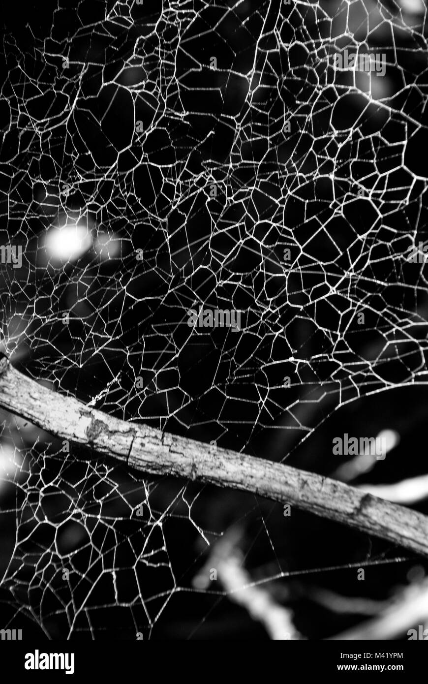 Ein schwarz-weiß Foto eines Spiderweb und Ast von der Sonne beleuchtet Stockfoto