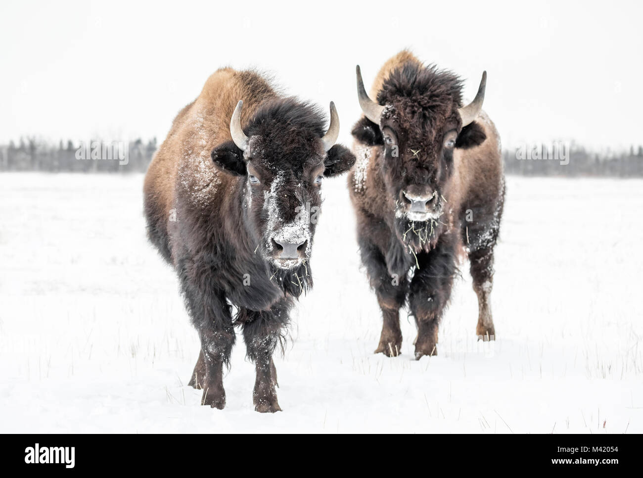 Plains Bisons (Bison bison Bison) oder American Buffalo, im Winter, Riding Mountain National Park, Manitoba, Kanada. Stockfoto