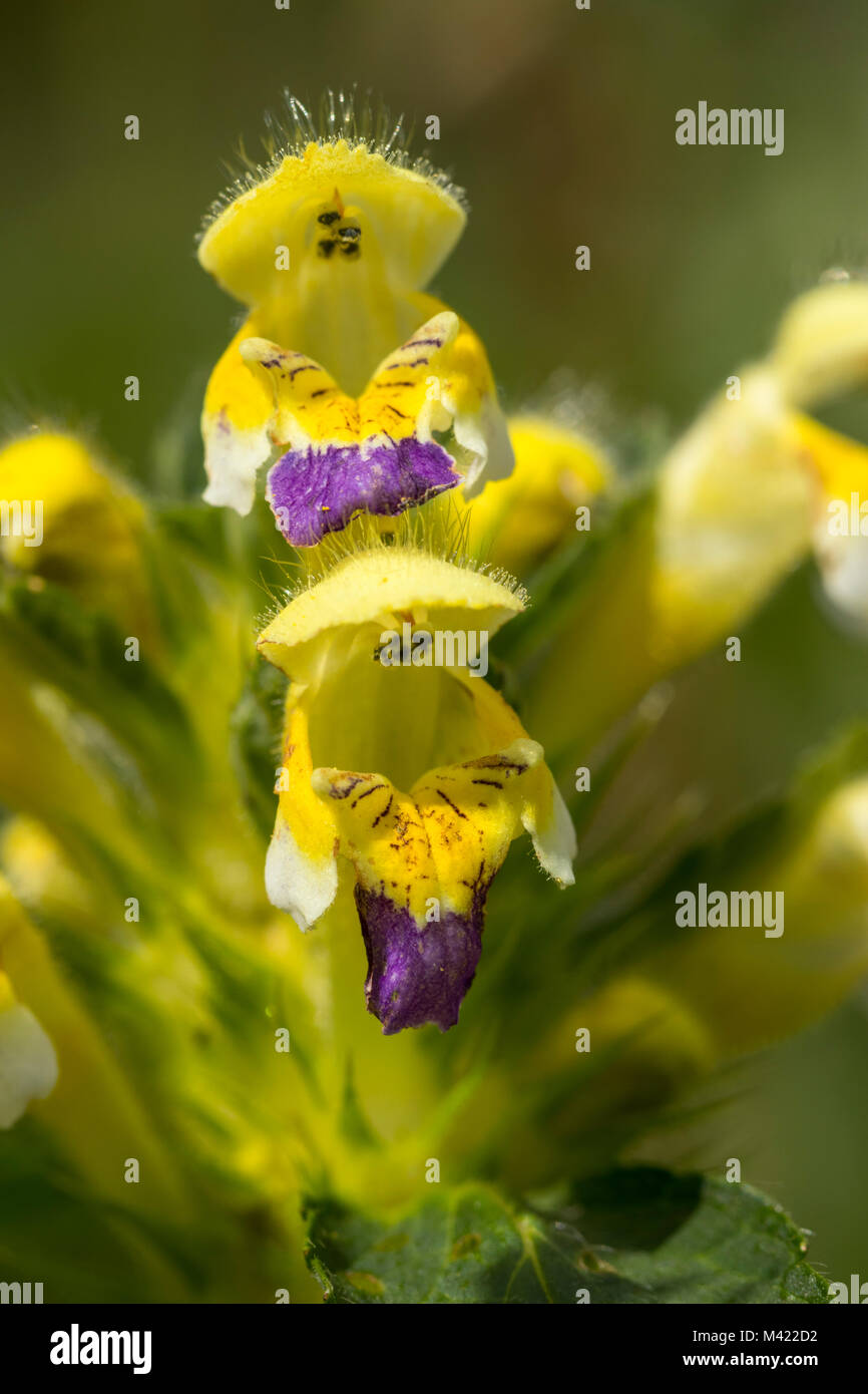 Blühende Großblütige Hemp-Nettle (Galeopsis speciosa) Stockfoto