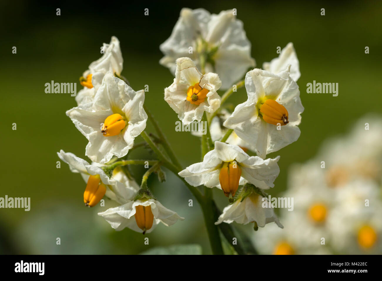 Kartoffel (Solanum tuberosum) Solanaceae Stockfoto