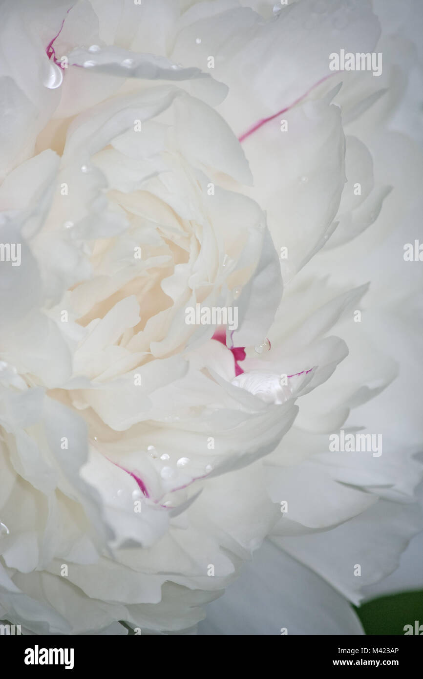 Makro der Schönen weißen Päonien mit Regentropfen in Garten Stockfoto