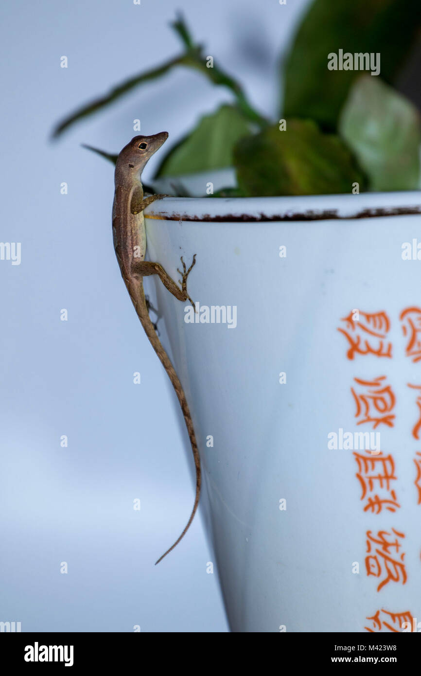 Kleine Jamaican Lizard in Saint Thomas Parish, Jamaika, Karibik, Karibik Stockfoto