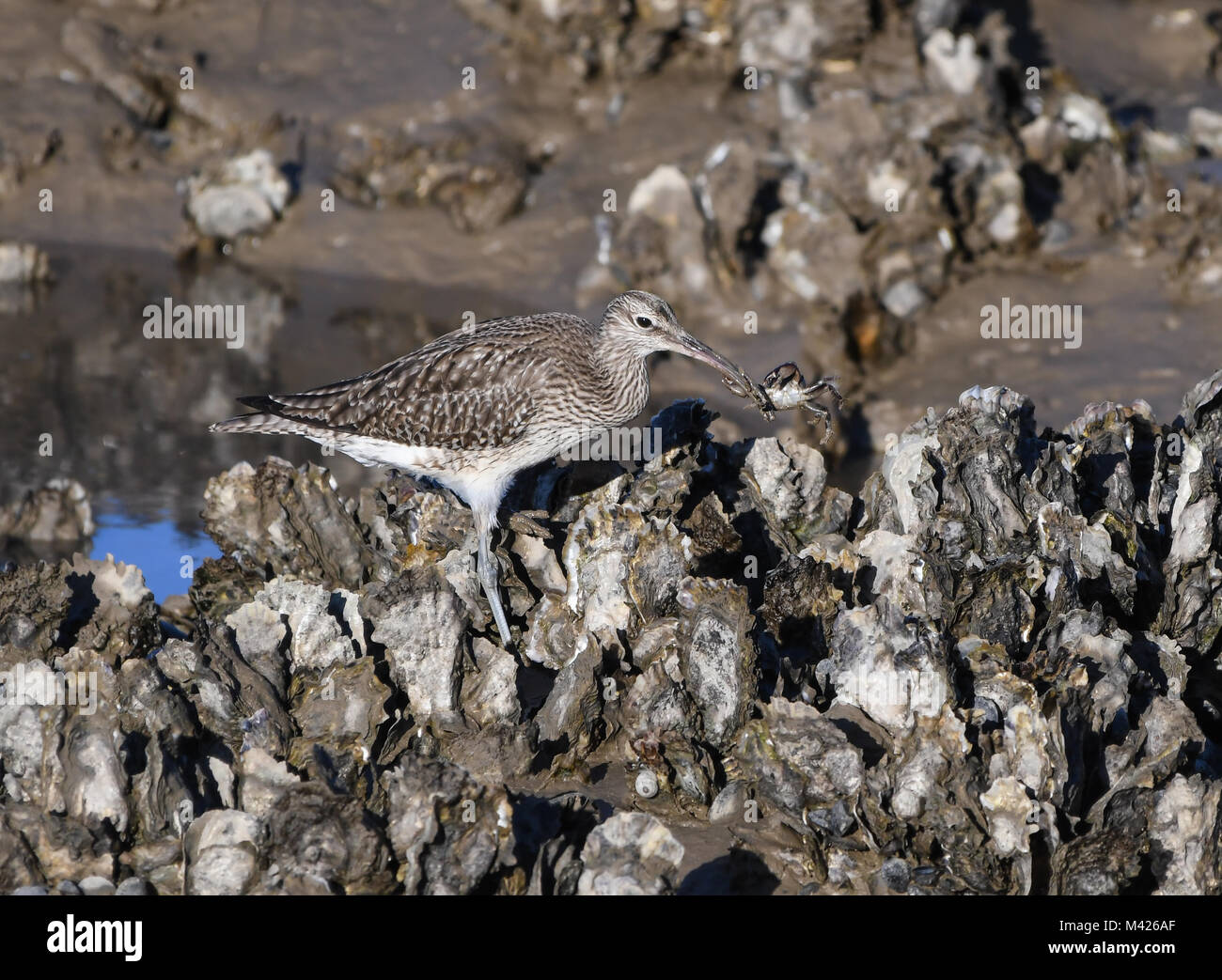 Regenbrachvogel Fang eine kriechende Krabbe zwischen den Felsen der Gezeitenzone Stockfoto