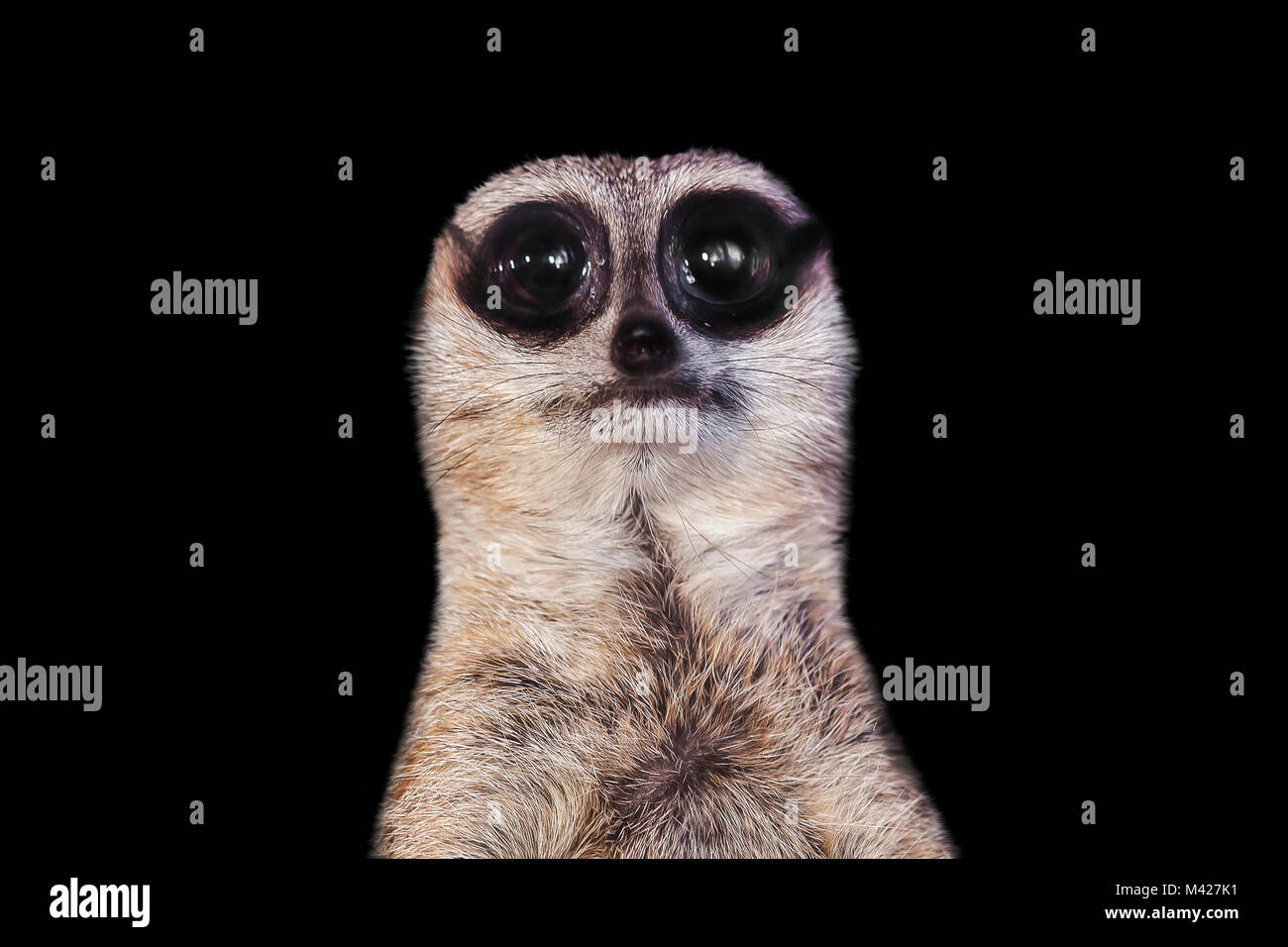 Porträt einer erbärmlichen Meerkat (surikate) mit großen Augen, auf einem schwarzen Hintergrund Stockfoto