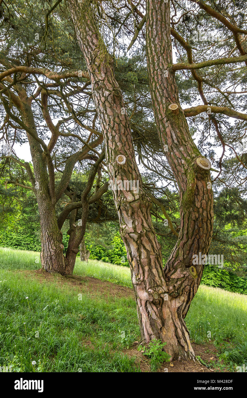 Nadelbäume außerhalb der Walhalla in Donaustauf an der Donau in Regensburg, Bayern, Deutschland. Stockfoto