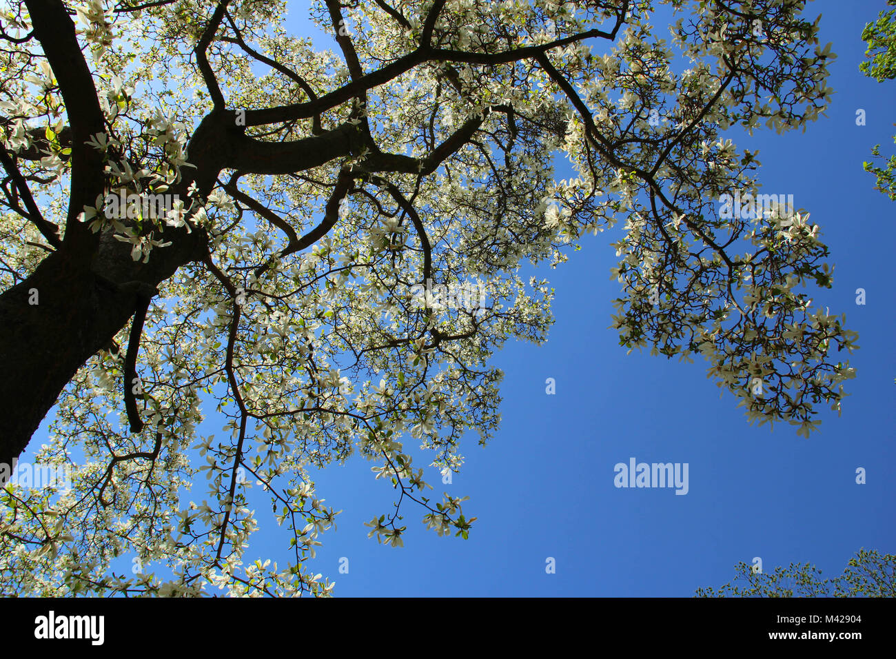 Weiß blühende Magnolienbaum gegen den blauen Himmel Stockfoto
