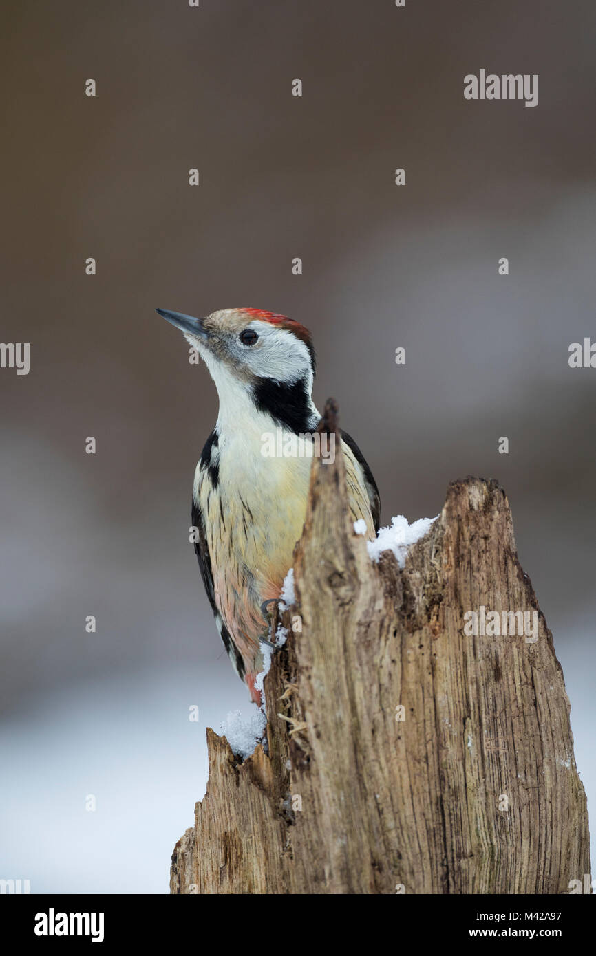 Mittelspecht, sucht ein Morschem Baumstamm / Nahrung, Mittel-Specht, Mittlerer Specht, Specht, Spechte, Leiopicus medius, Dendrocopos medius, Picoid Stockfoto