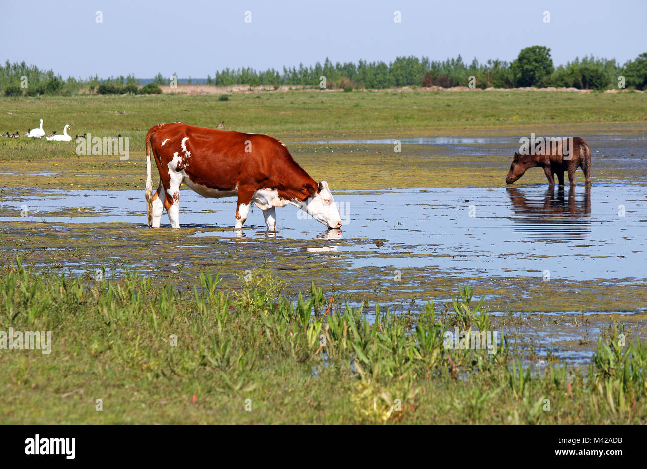 Kuh und Pferd Wasser trinken auf dem Fluss Stockfoto