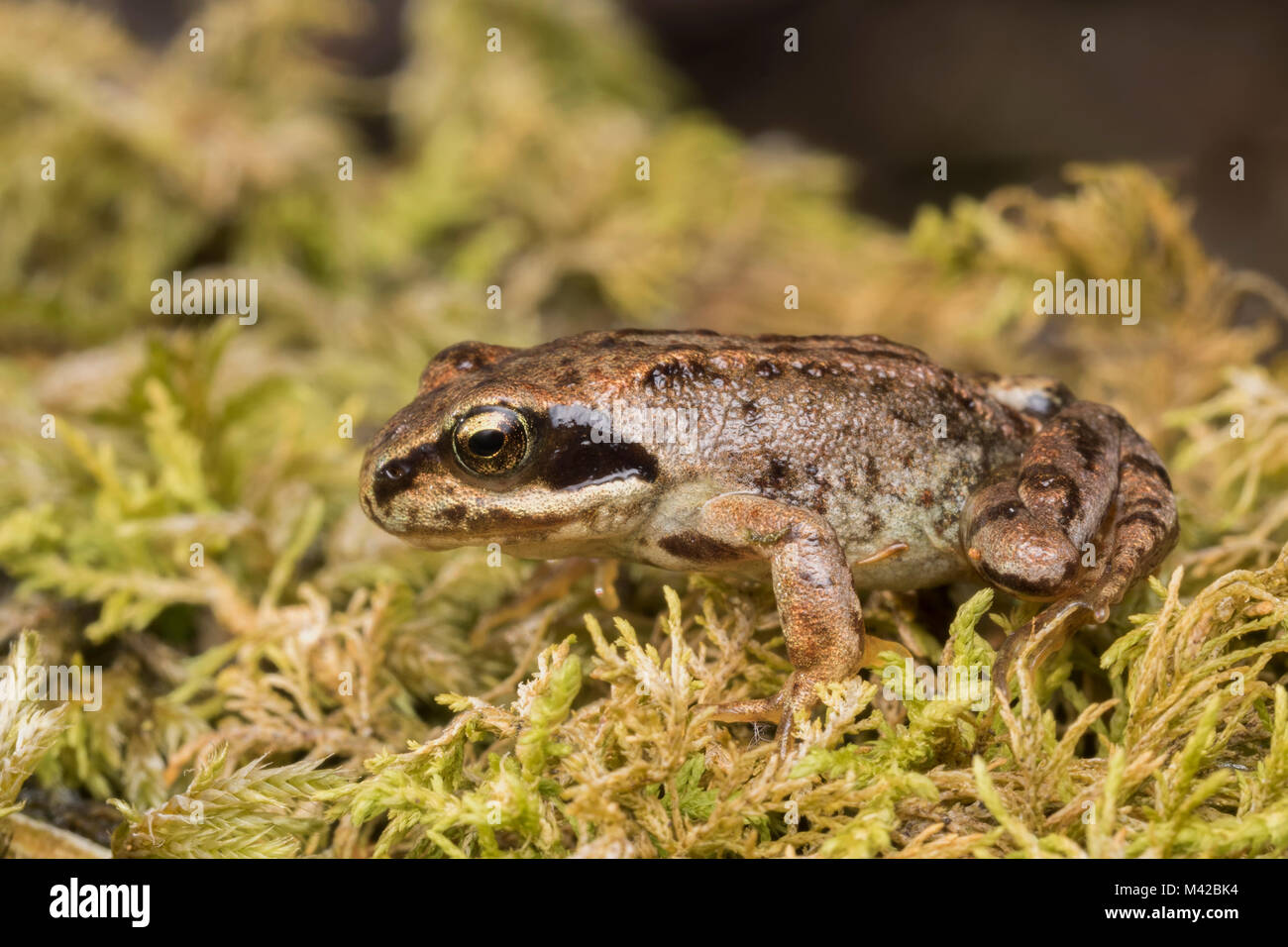 Gemeinsame froglet (Rana temporaria) ruht auf Moss. Tipperary, Irland. Stockfoto