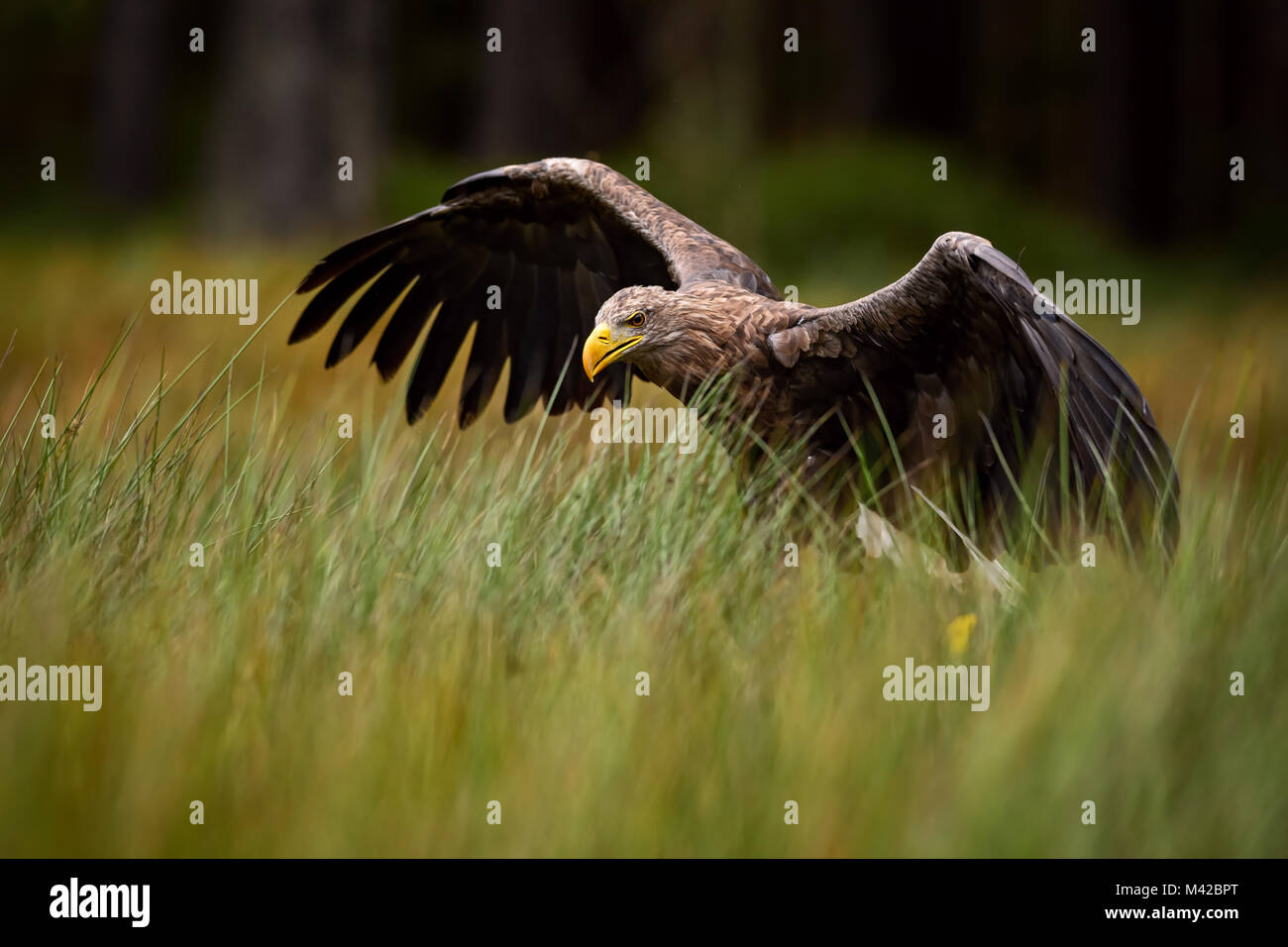 Seeadler - Haliaeetus albicilla, große Euroasian Raubvogel sitzen im Gras in der Nähe des Sees. Stockfoto