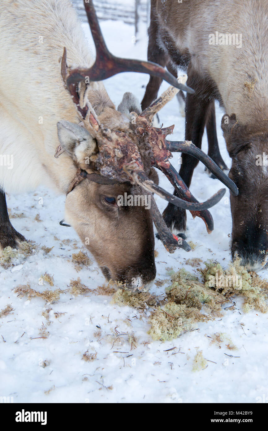 Rentier essen Moss bei Sami Camp in der Nähe von Jukkasjärvi, Kiruna, Schweden Stockfoto