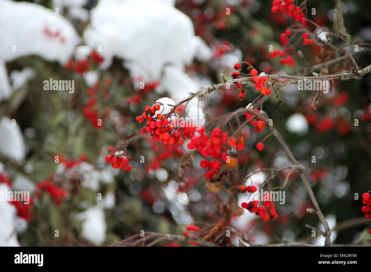 Rote Beere Wald Schnee Stockfoto