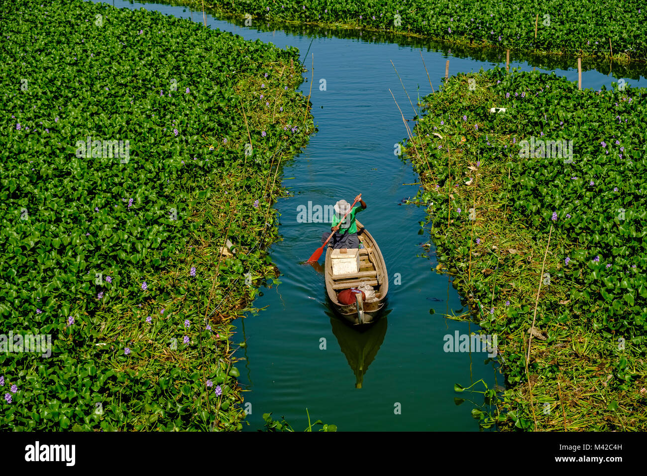 Ein Fischer ist Rudern sein Boot durch die grüne Vegetation auf Taungthaman See, von U-Bein Brücke aus gesehen Stockfoto