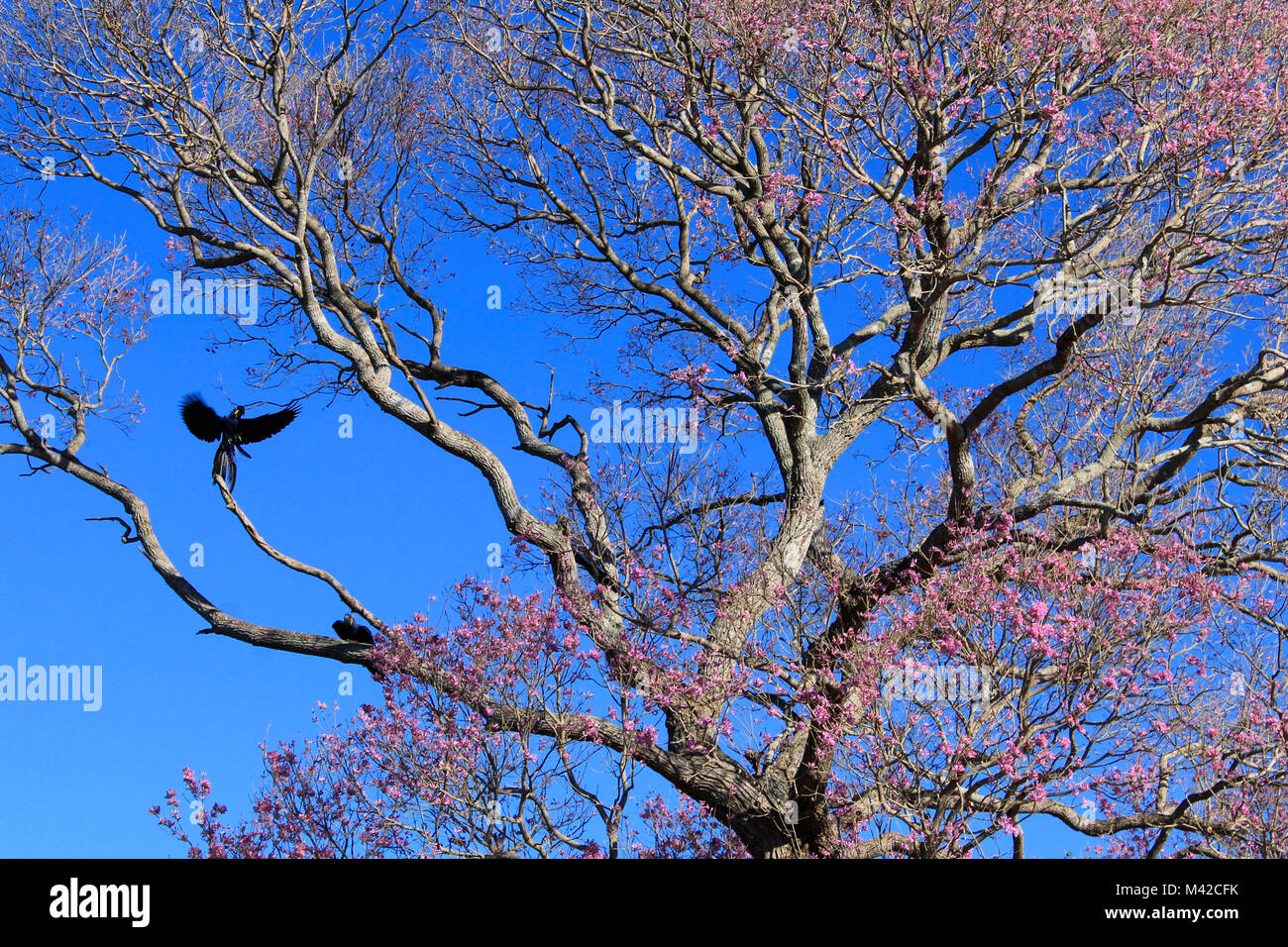 Hyazinthara in einem rosa Ipe Baum, Pantanal, Brasilien Stockfoto