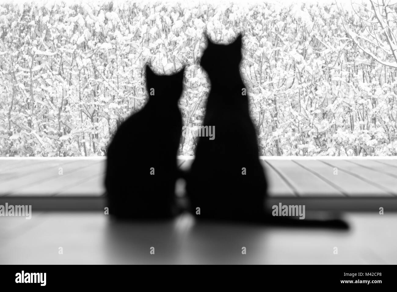 Ein Paar von zwei schwarze Katzen auf einem schneebedeckten exteriour Stockfoto