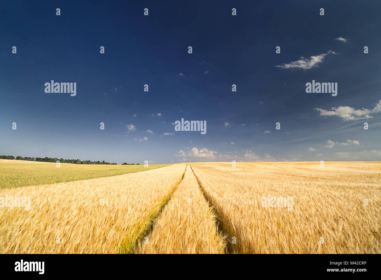 Müsli Feld in der heiße Sommer Sonne, endlose tracks Spanning bis an den Horizont Stockfoto