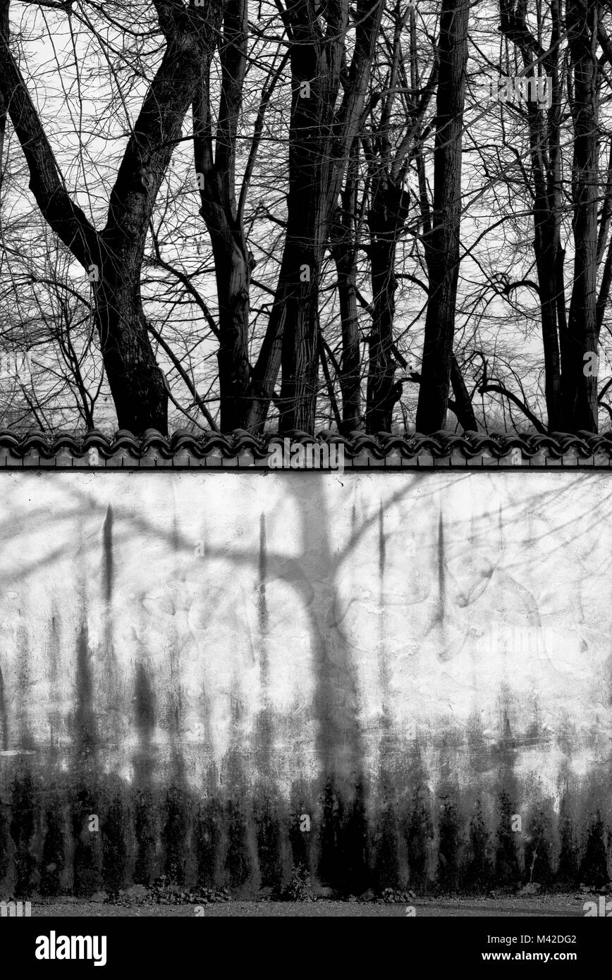 Baum Schatten an Wand Stockfoto