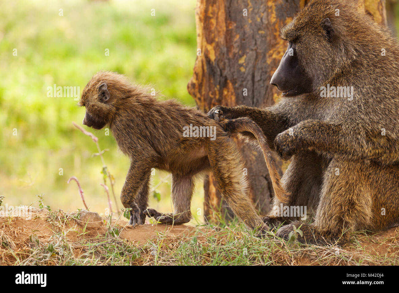 Close-up Portrait von weiblichen Olive baboon Pflege Haar ihres Säuglings in der afrikanischen Savanne Stockfoto