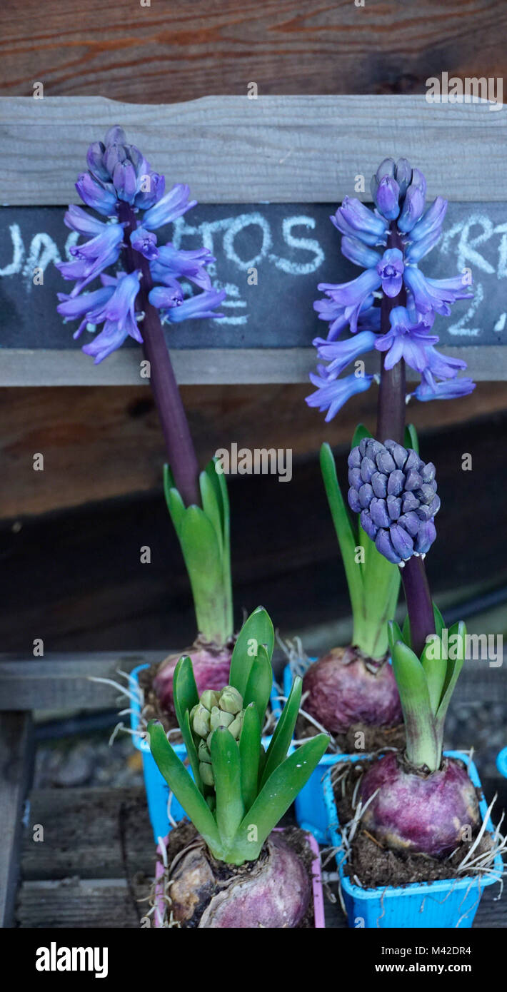Blaue Hyazinthen in Blumentöpfen. Stockfoto