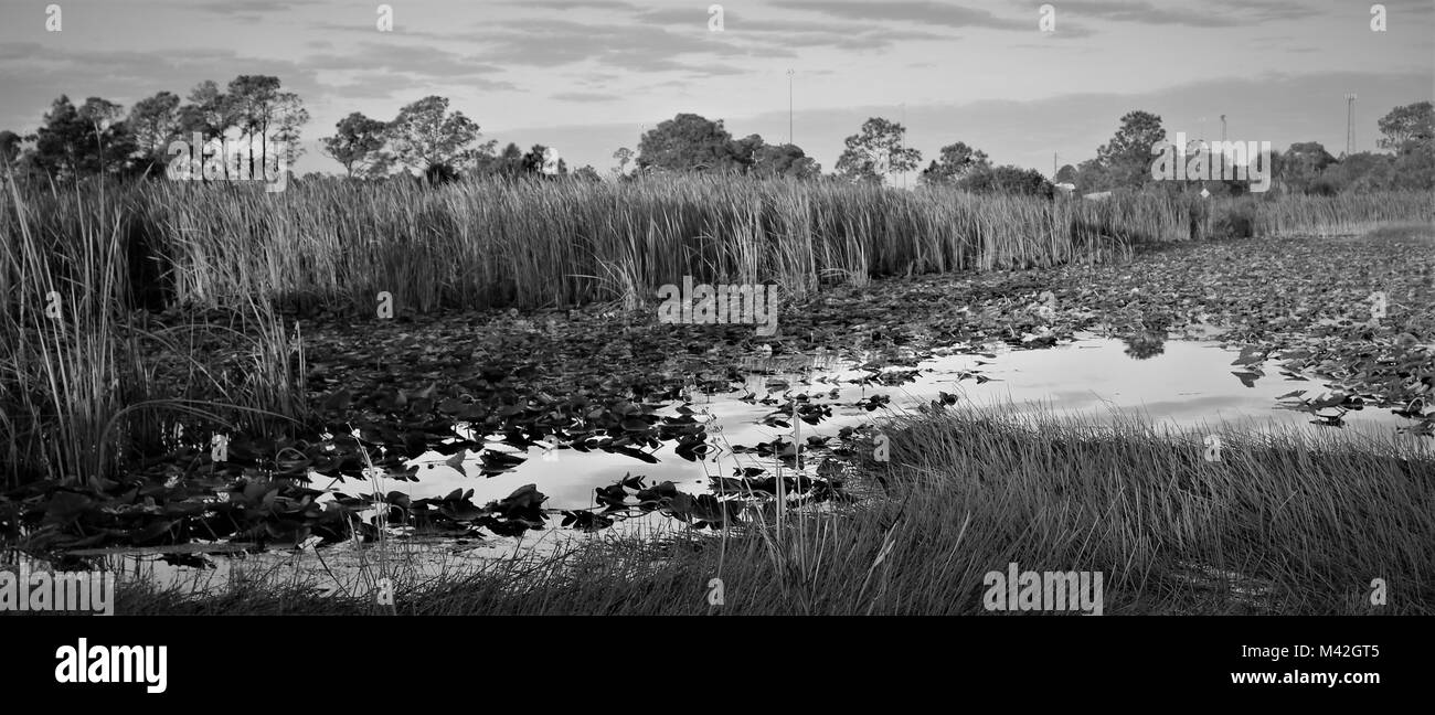 Webb Wildlife Management Area, Punta Gorda, FL Stockfoto