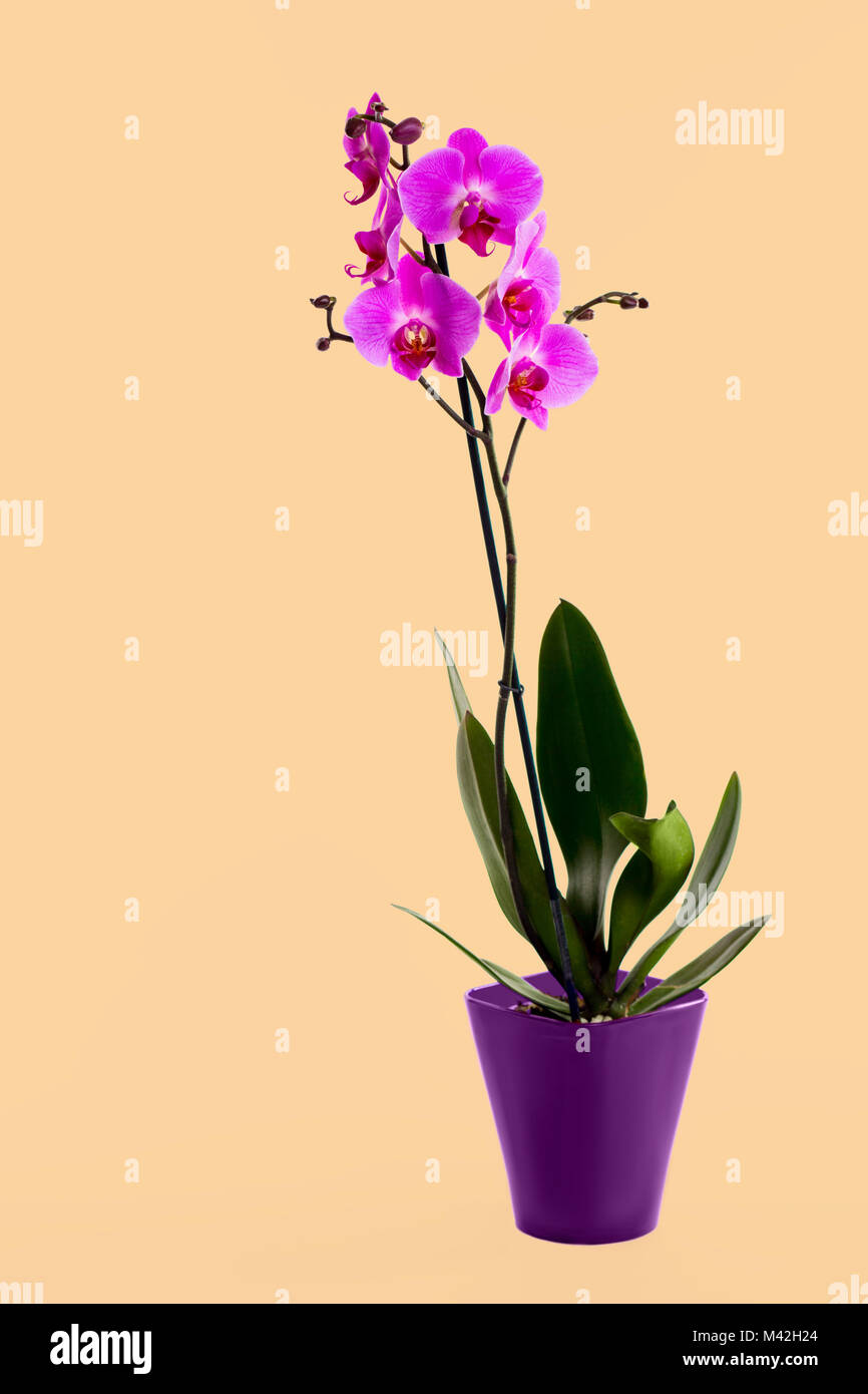 Violette Blume, Orchidee im Topf Stockfoto