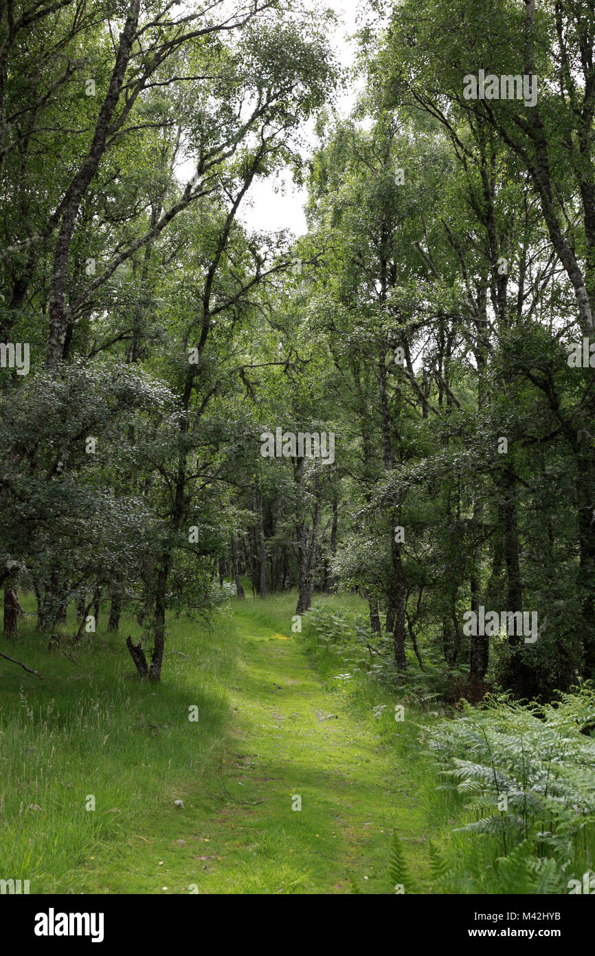 Ein Weg durch den Wald in die muir von dinnet National Nature Reserve in der Nähe von Ballater, Aberdeenshire, Schottland Stockfoto