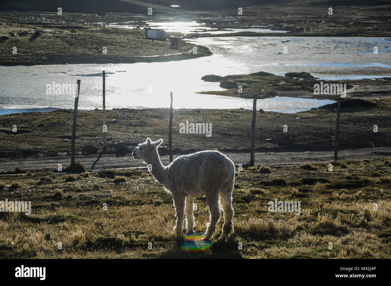 Llama in Cerro von Pasco - Peru Stockfoto
