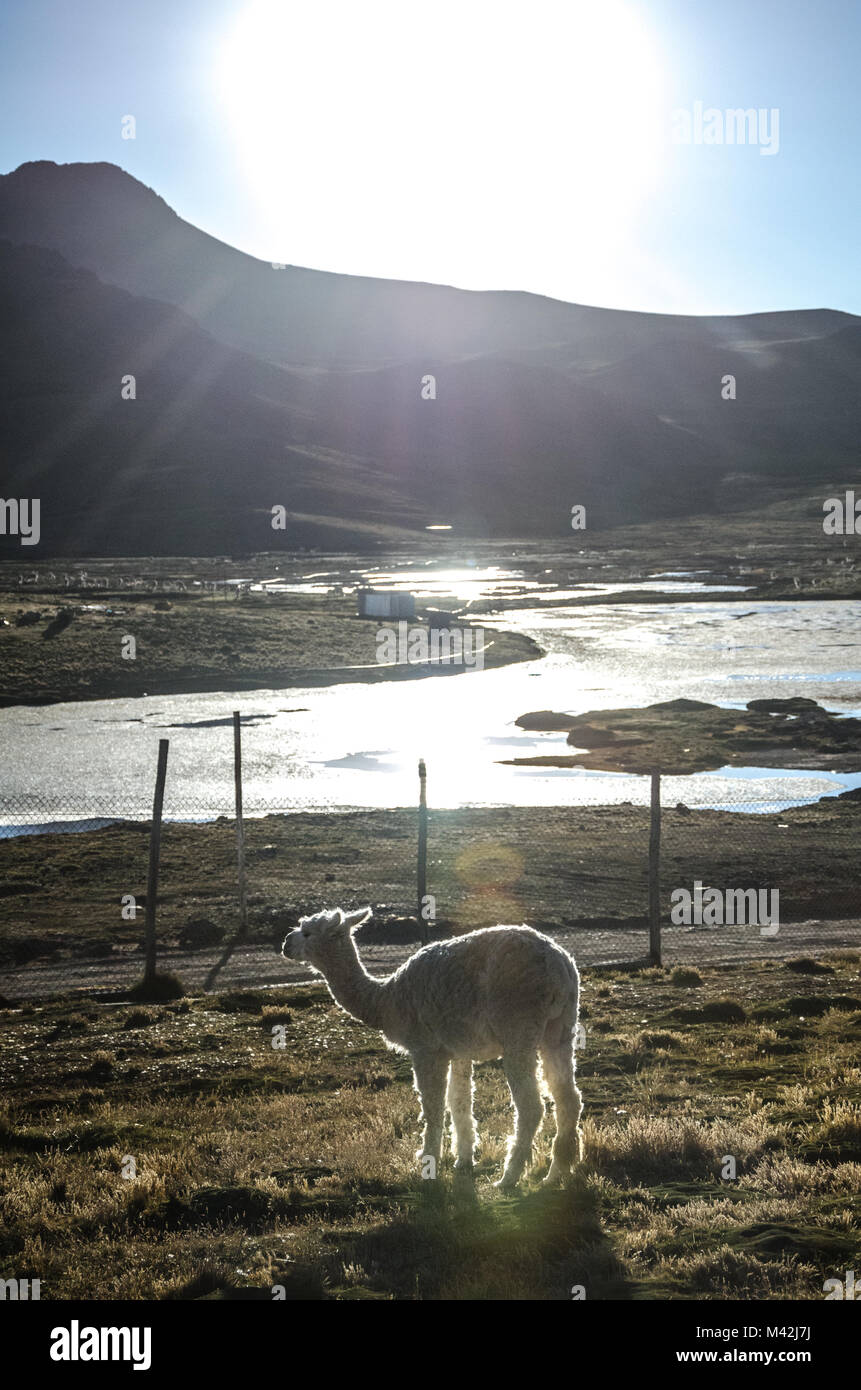 Llama in Cerro von Pasco - Peru Stockfoto
