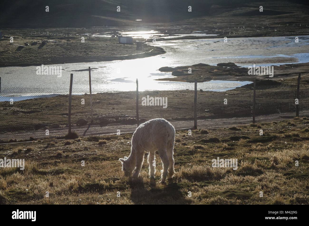 Llama in Cerro von Pasco - Peru Stockfoto