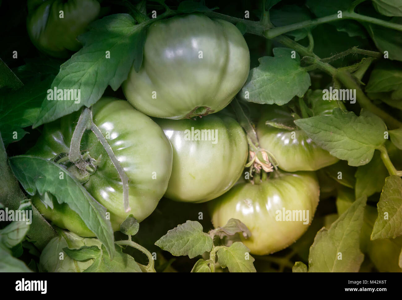 Sterbende Tomatenpflanze Stockfotos und -bilder Kaufen - Alamy