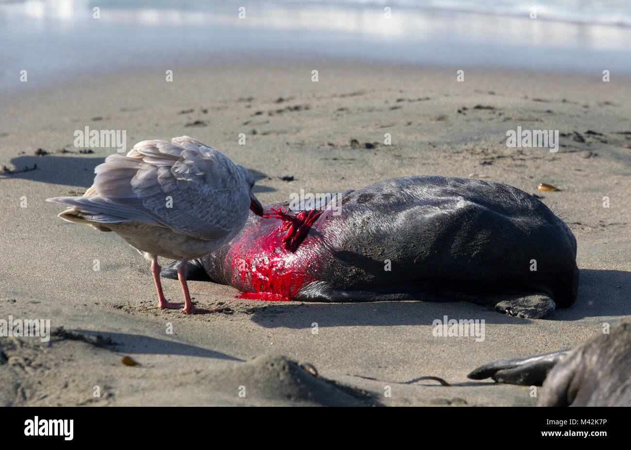 Stier Essen Elephant SEAL Pup, die noch am Leben ist Stockfoto