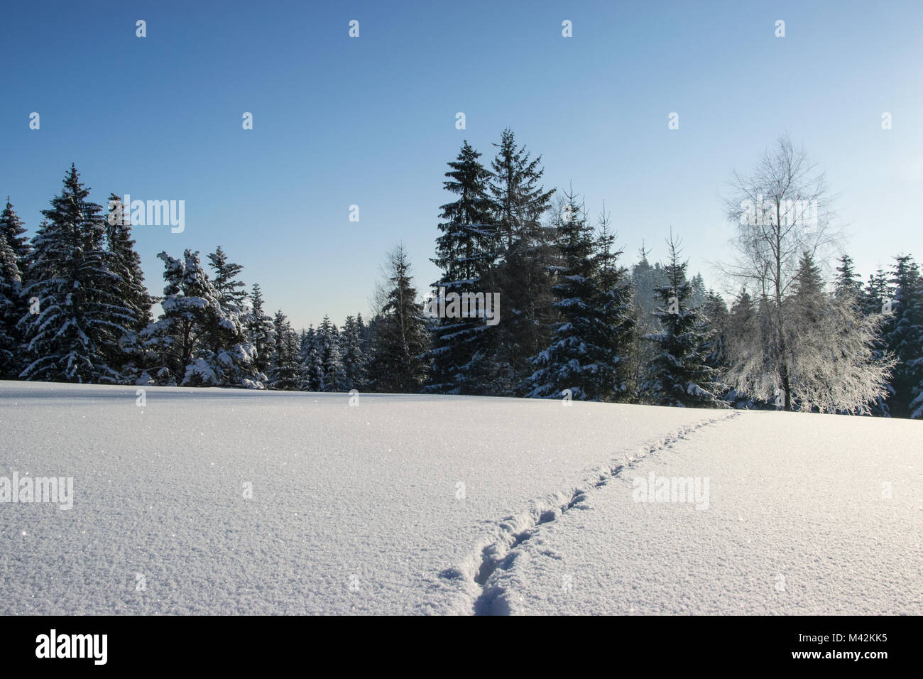 Malerische Berglandschaft - Spuren von einem wilden Tier im Schnee An einem frostigen und sonnigen Morgen Stockfoto
