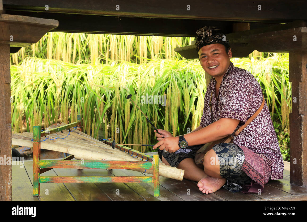 Einen balinesischen Mann trägt traditionelle Batik Shirt und Udeng Kopfstück spielen Rindik ein traditionelles Musikinstrument. Jatiluwih Reis Terrasse. Bali Indonesien. Stockfoto