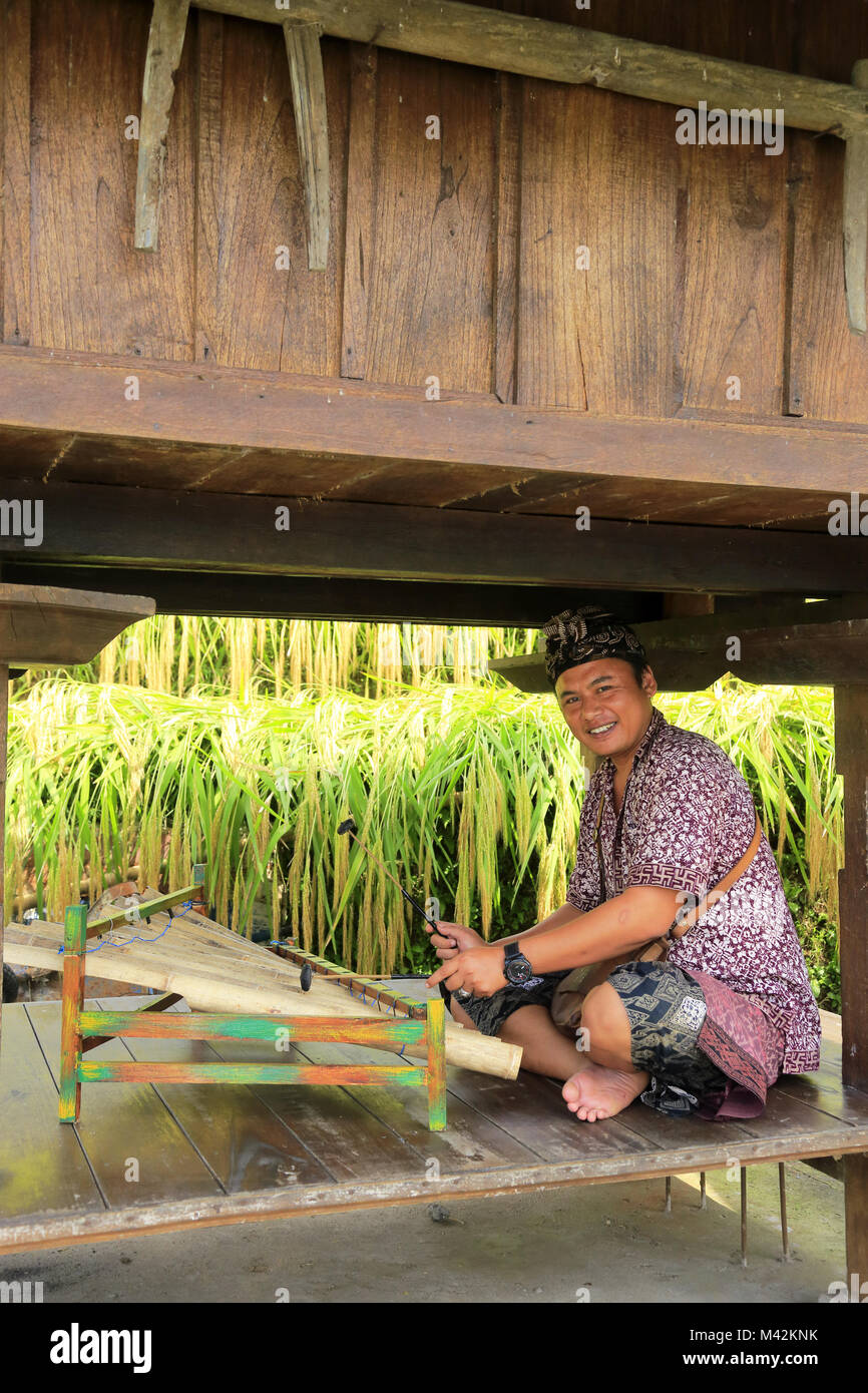 Einen balinesischen Mann trägt traditionelle Batik Shirt und Udeng Kopfstück spielen Rindik ein traditionelles Musikinstrument. Jatiluwih Reis Terrasse. Bali Indonesien. Stockfoto