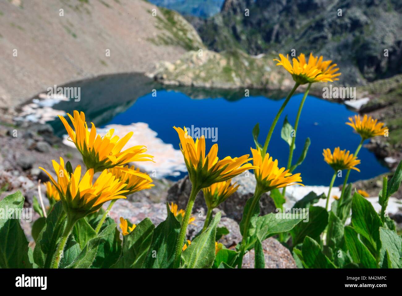 Gerola Valley, Blumen an Rotondo See, Bergamasker Alpen, Lombardei, Italien Stockfoto